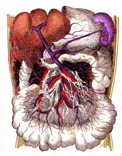 Organs of Intestinal Absorption - The Normal Life & Health of J. Rengade. Drawing by A. Demarle 1881 by Alphonse Demarle