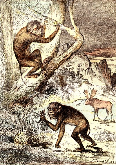 The Catarhinian Monkeys (Miocene Period). Drawing A. Demarle by Alphonse Demarle