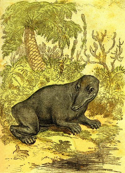 The Labyrinthodonte (Amphibian): Amphibious of the Coal Period. Natural Creation and Living Beings. Drawing by A. Demarle 1885 by Alphonse Demarle