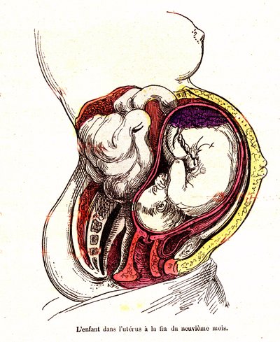 The Child in the Uterus (Late 9th Month) - The Normal Life & Health of J. Rengade - Drawing by A. Demarle 1881 by Alphonse Demarle