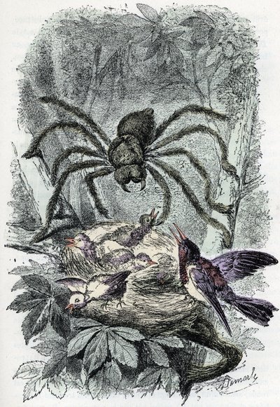 Zoological chart: arachnid, avicular mygalus surprising a bird-fly nest (Zoological plate: arachnid, Avicularia) Engraving from 