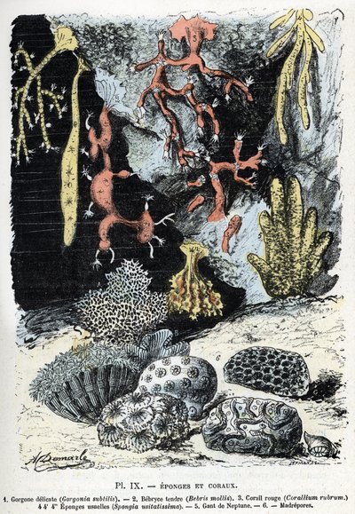 Zoological chart: sponges and corals (gorgone, bebryce, coral, sponges, neptune glove) Engraving from 
