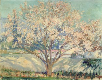 Almond Tree in Blossom by Alson Skinner Clark
