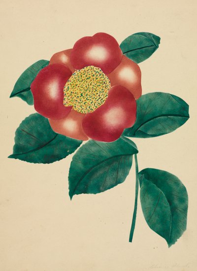 Chinese Flower by Altha Mary Nims