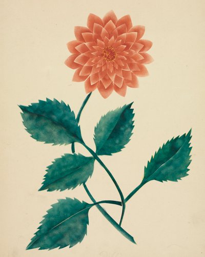 Dahlia by Altha Mary Nims