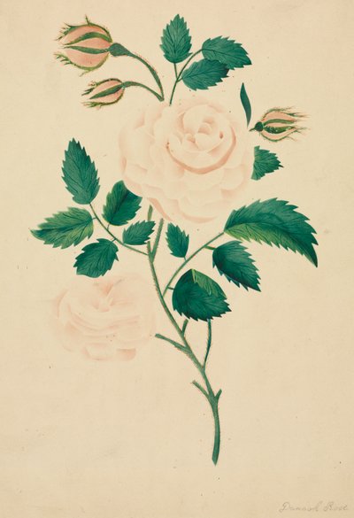 Damask Rose by Altha Mary Nims