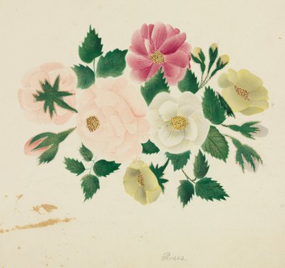 June Roses by Altha Mary Nims