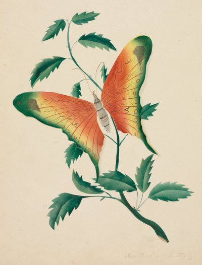 Rose Bush and Butterfly by Altha Mary Nims