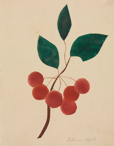 Siberian Apple by Altha Mary Nims