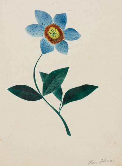 Star Flower by Altha Mary Nims