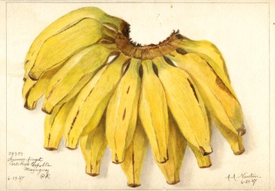 Bananas (Musa: Guincos Finget) by Amanda Almira Newton