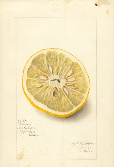 Ichang Orange (Citrus sinensis) by Amanda Almira Newton