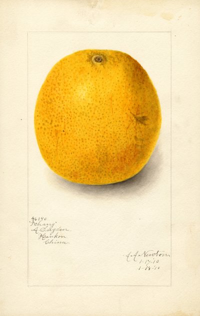 Ichang Orange (Citrus sinensis) by Amanda Almira Newton