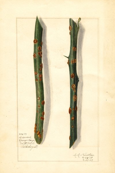 Two Diseased Orange Tree Twigs (Citrus sinensis) by Amanda Almira Newton