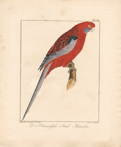 Crimson Rosella, Male by Ambrosius Gabler