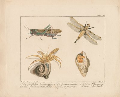Dragonfly, Grasshopper and Hermit Crab by Ambrosius Gabler