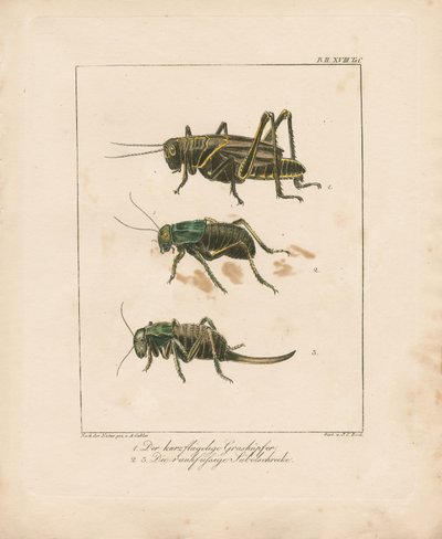 Grasshopper and Bush Crickets by Ambrosius Gabler