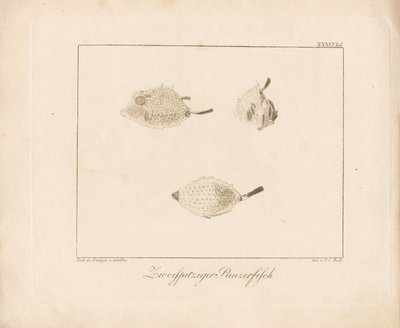Longhorn Cowfish by Ambrosius Gabler