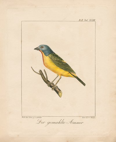 Painted Bunting by Ambrosius Gabler