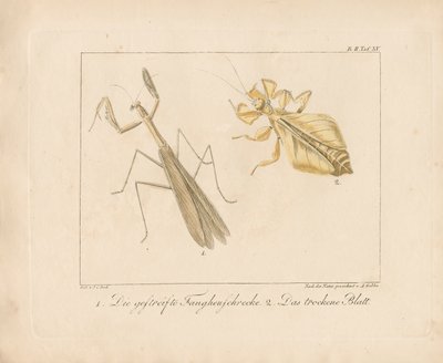 Praying Mantis and Leaf Insect by Ambrosius Gabler