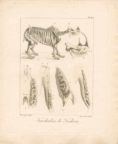 Rhinoceros Skeletal Structure by Ambrosius Gabler