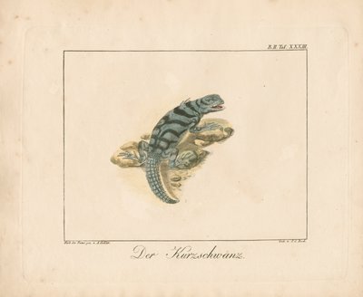 Short-tailed Lizard by Ambrosius Gabler