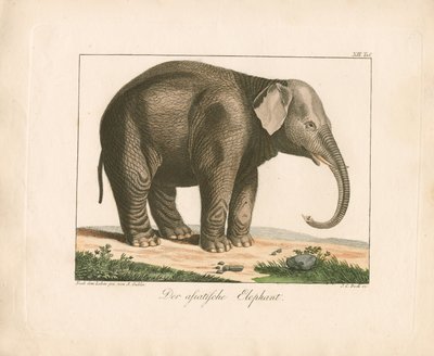 The Asian Elephant by Ambrosius Gabler