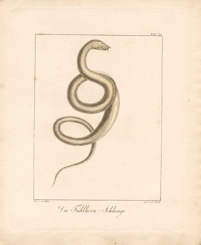 The Feeler Snake by Ambrosius Gabler