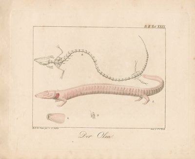 The Olm by Ambrosius Gabler