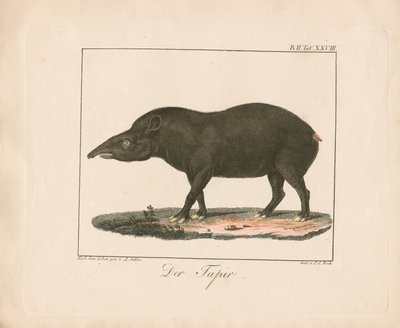 The Tapir by Ambrosius Gabler