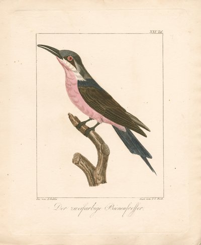 The Two-colored Bee-eater by Ambrosius Gabler