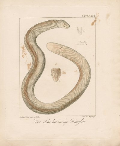 Thick-tailed Worm Lizard by Ambrosius Gabler