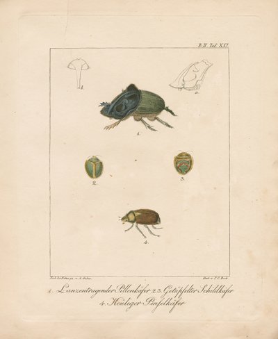 Various Beetle Species by Ambrosius Gabler