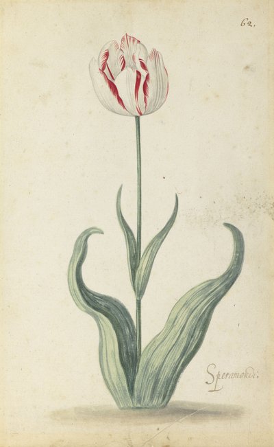 "Speramondi" Tulip, from an Album of Flowers by Ambrosius the Younger Bosschaert