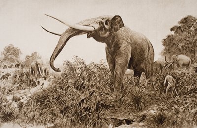 The Chatham Elephant, Illustration from 