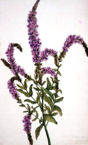 Purple Spiked Willow Herb (Epilobium) 1787 by Amelia Fancourt