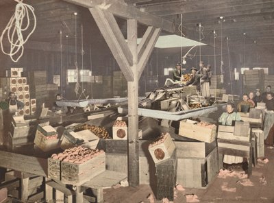 Orange Packing at Redlands by American 19th Century, Detroit Photographic Company