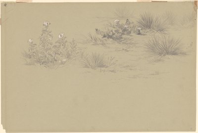 Flowering Bush and Desert Plants by American 19th Century after John Frederick Kensett