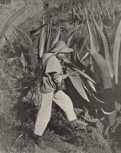 A Mexican Pulque Gatherer by American Photographer (after)
