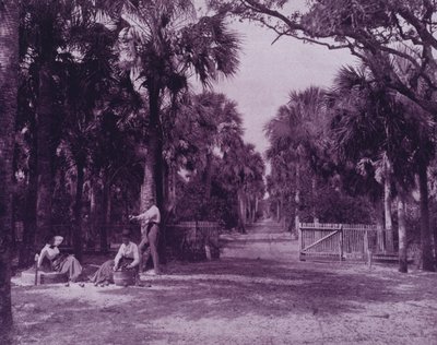 A Palmetto Glade Near Palatka, Florida by American Photographer (after)