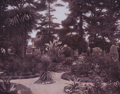 A cactus garden of Southern California by American Photographer (after)