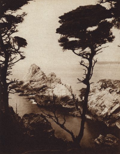 California: Monterey Cypress by American Photographer (after)