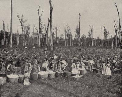 Cotton Picking in Mississippi by American Photographer (after)