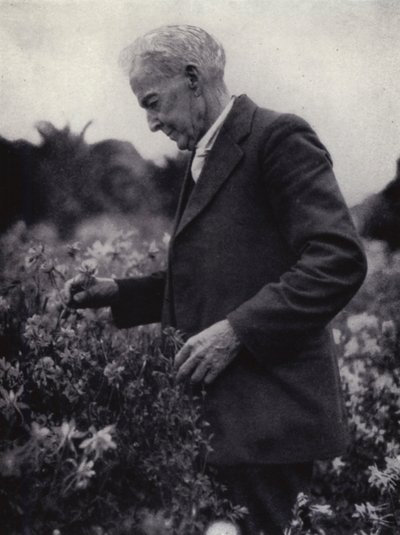 Luther Burbank Among His Flowers by American Photographer (after)