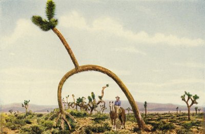 A Giant Cactus in the Mojave Desert by American Photographer