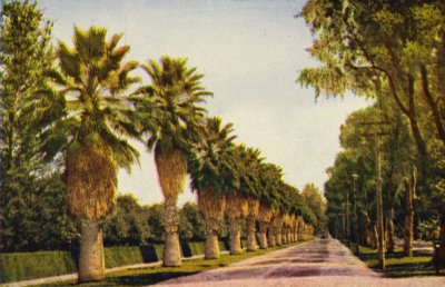 A Palm Drive Near Los Angeles by American Photographer