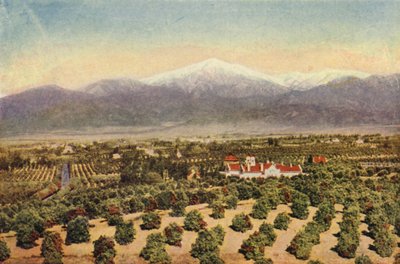 Among the Orange Groves Near Riverside by American Photographer