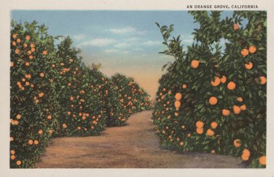 An Orange Grove, California by American Photographer