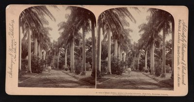Avenue of royal palms, Queen