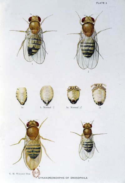 Bees - in 